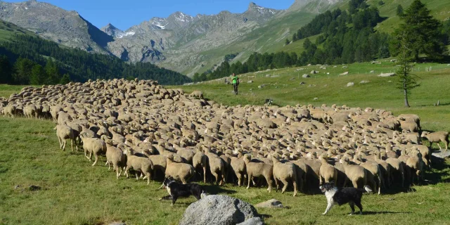 Troupeau Lauzanier Maison De La Transhumance (1)