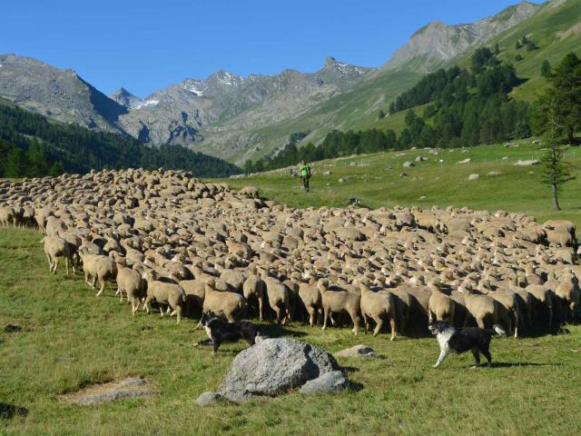 Troupeau Lauzanier Maison De La Transhumance (1)