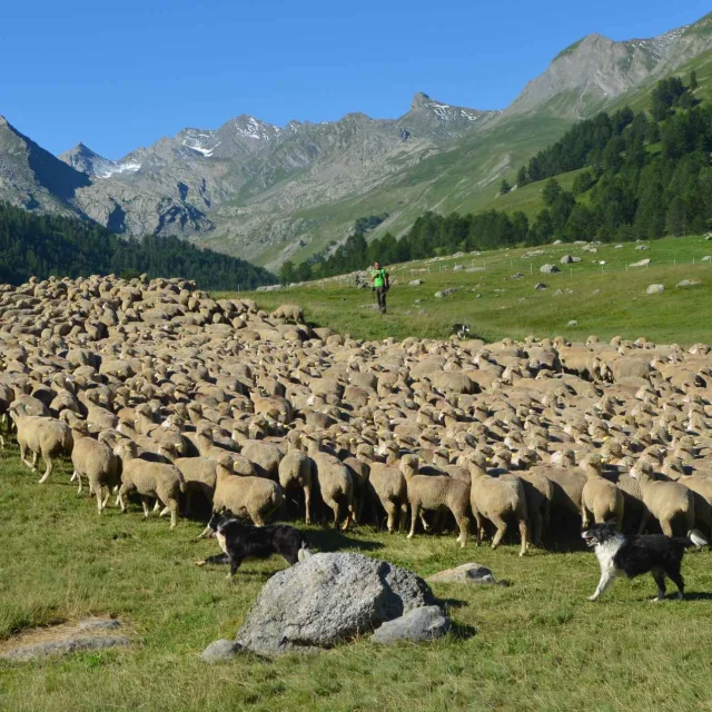 Troupeau Lauzanier Maison De La Transhumance (1)