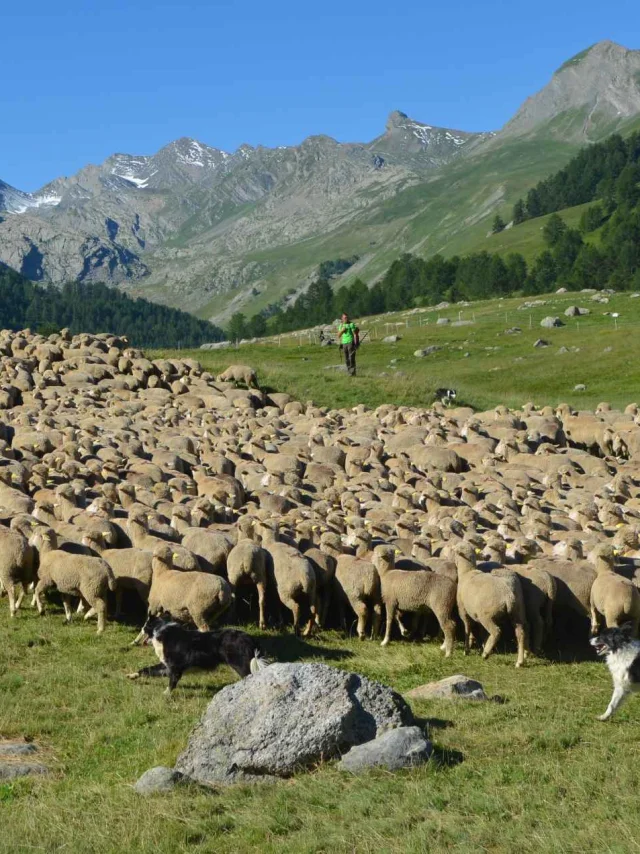 troupeau-lauzanier-maison-de-la-transhumance-1.jpg