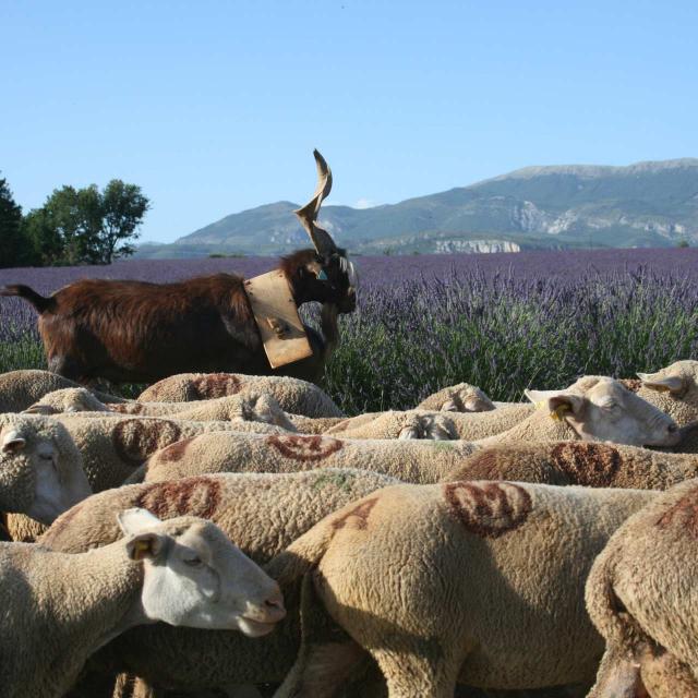 Troupeau Valensole Maison De La Transhumance (1)