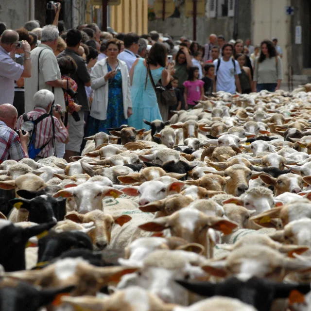 Transhumance Ad04 Pleroux