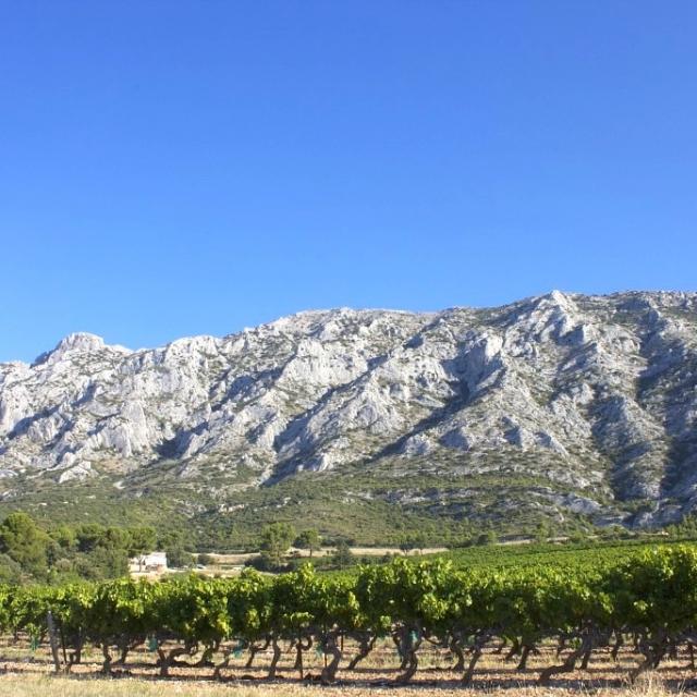 Champ De Vignes Sainte Victoire