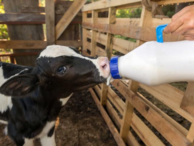 little baby cow feeding from milk bottle.