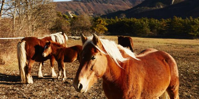 Ferme Pedagogique Alpes Dlafont