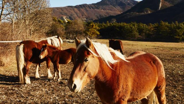 Ferme Pedagogique Alpes Dlafont