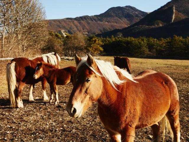 Ferme Pedagogique Alpes Dlafont