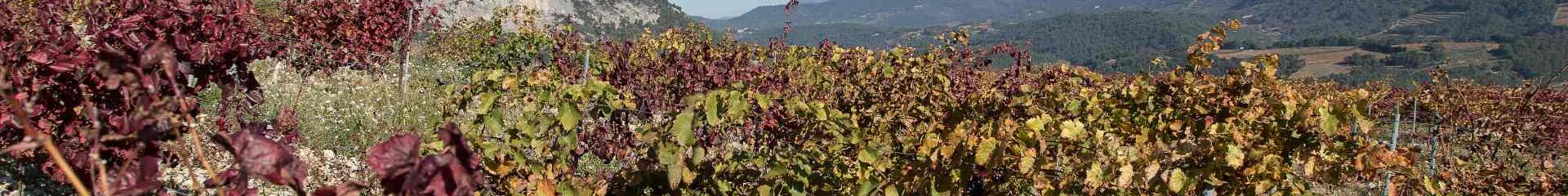 Mont Ventoux Pays De Sault Comtat Venaissin Vaucluse