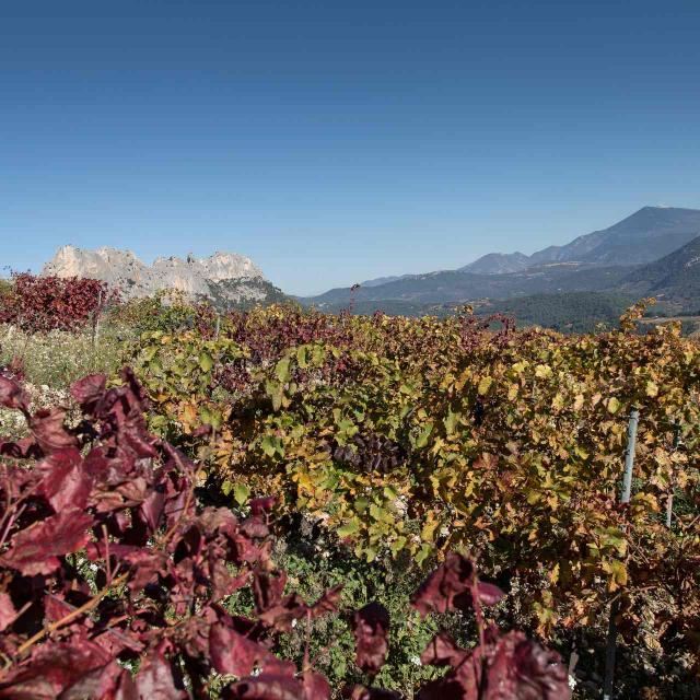 Mont Ventoux Pays De Sault Comtat Venaissin Vaucluse