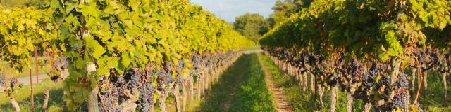 Vignes En Luberon