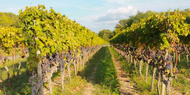 Vignes En Luberon