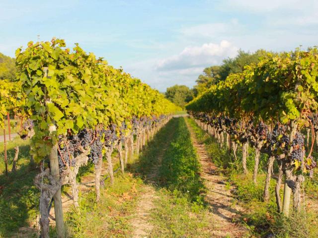 Vignes En Luberon