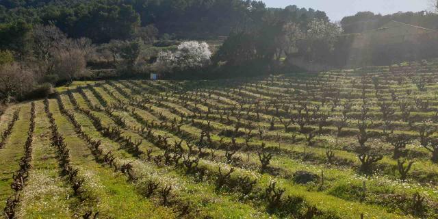 Vignes Gigondas Provence