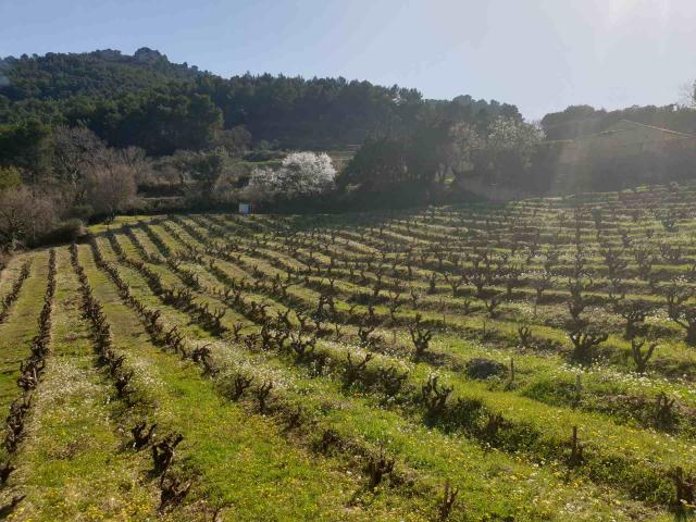 Vignes Gigondas Provence