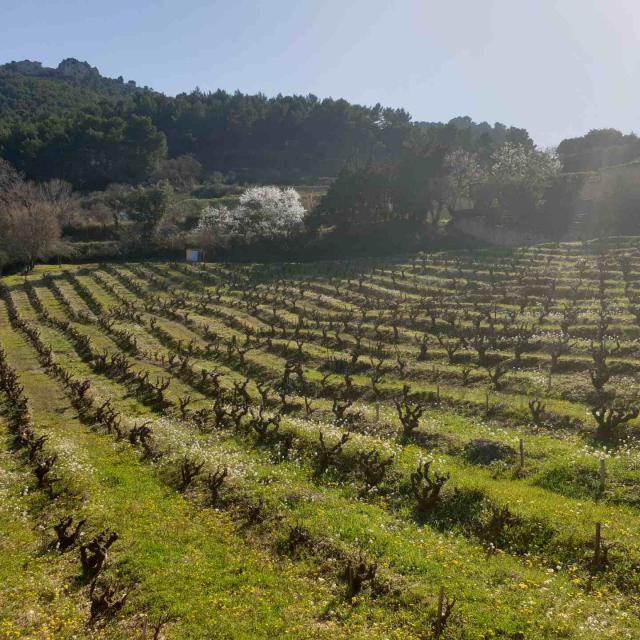 Vignes Gigondas Provence