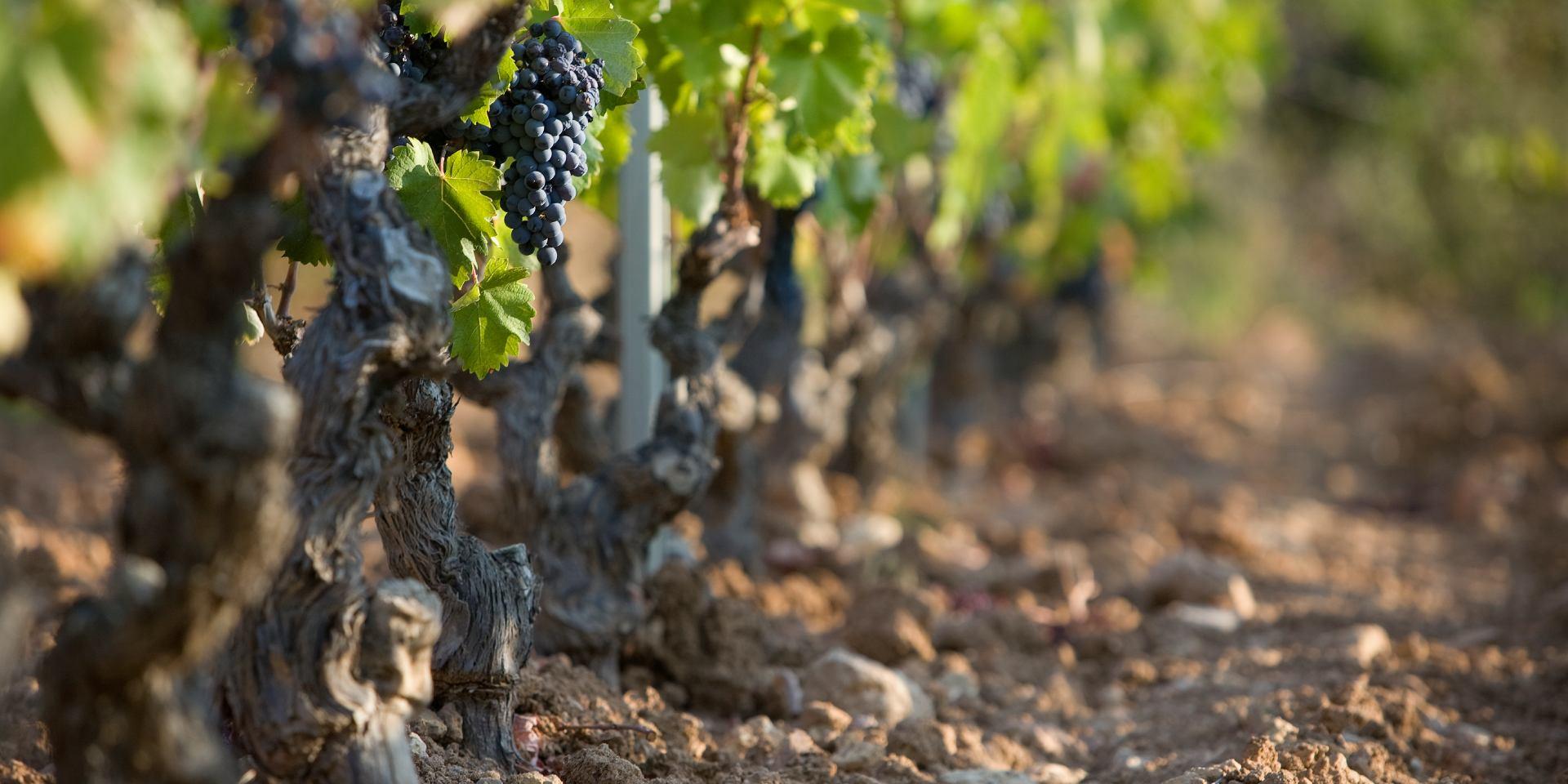 Vignoble - Cépage mourvèdre Bandol