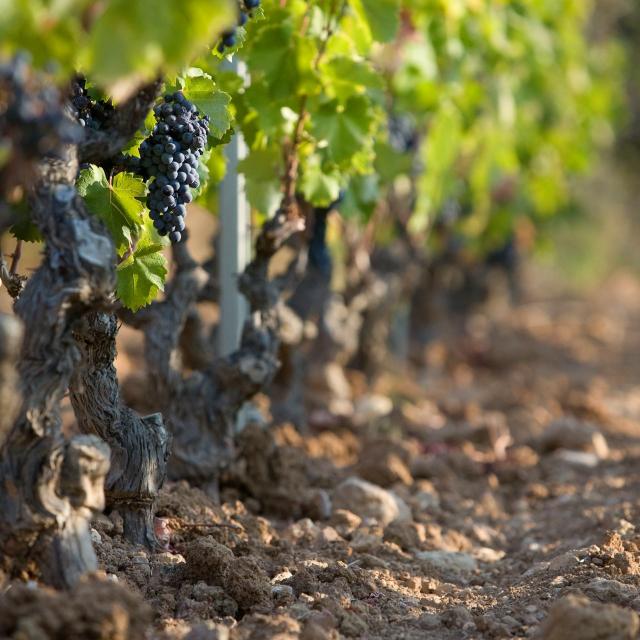 Vignoble - Cépage mourvèdre Bandol