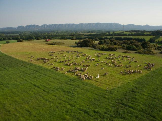 ecotourisme-alpilles-petitecrau-ofougeroux