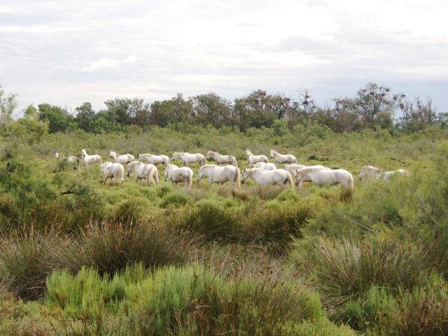 ecotourisme-camargue-palissade-evialet.jpg