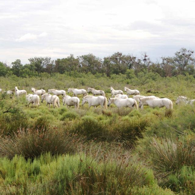 ecotourisme-camargue-palissade-evialet