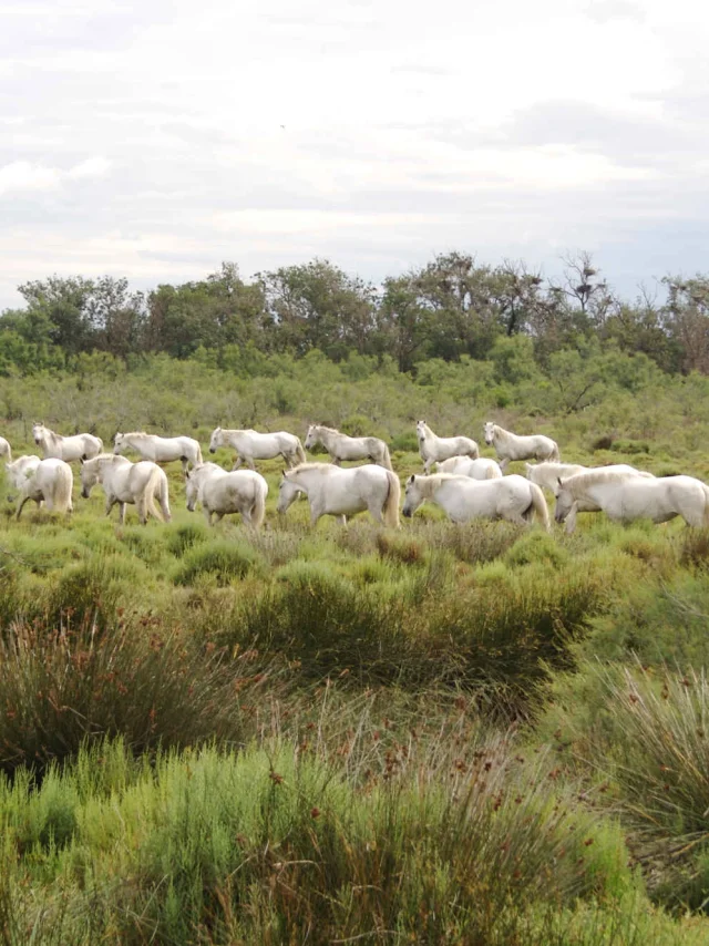 Chevaux au Domaine de La Palissade