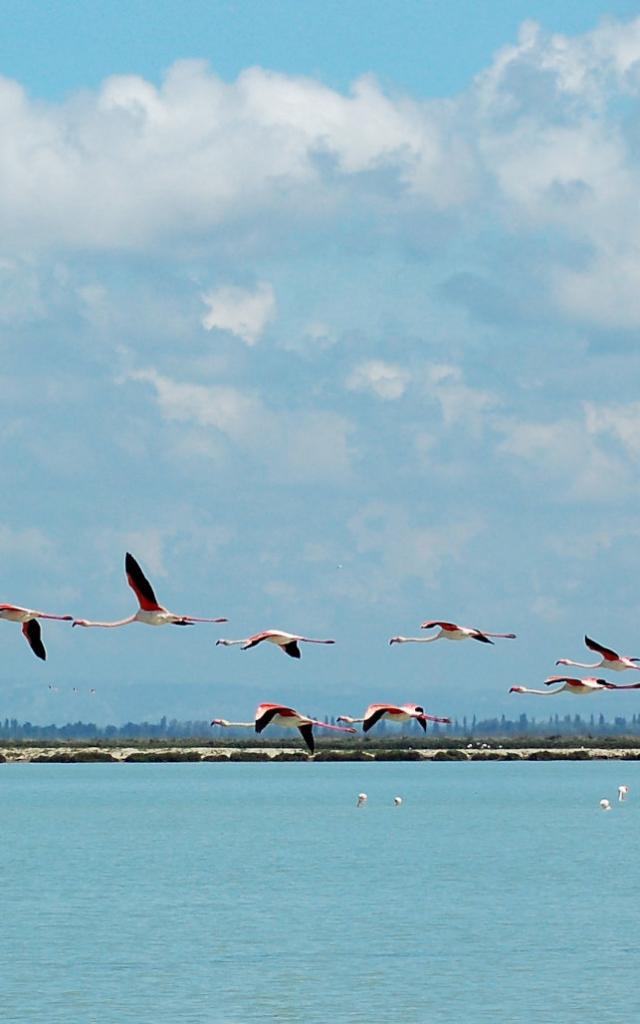 ecotourisme-camargue-vol-flamants-roses-ylemagadure-1.jpg