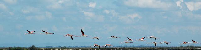 ecotourisme-camargue-vol-flamants-roses-ylemagadure-1.jpg