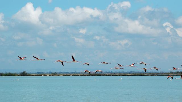 ecotourisme-camargue-vol-flamants-roses-ylemagadure-1.jpg