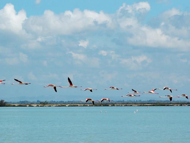 ecotourisme-camargue-vol-flamants-roses-ylemagadure-1.jpg