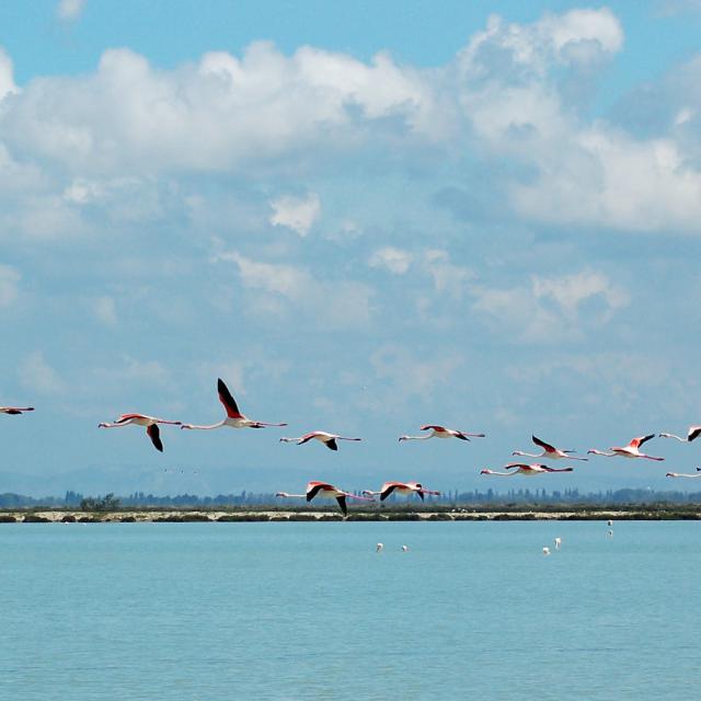 ecotourisme-camargue-vol-flamants-roses-ylemagadure-1.jpg