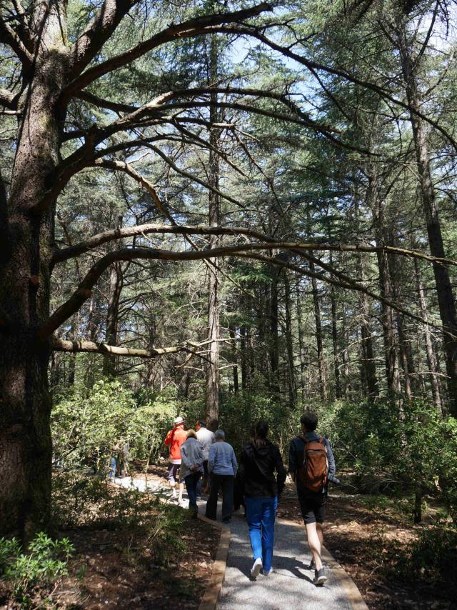 Foretdescedres Départementvaucluse