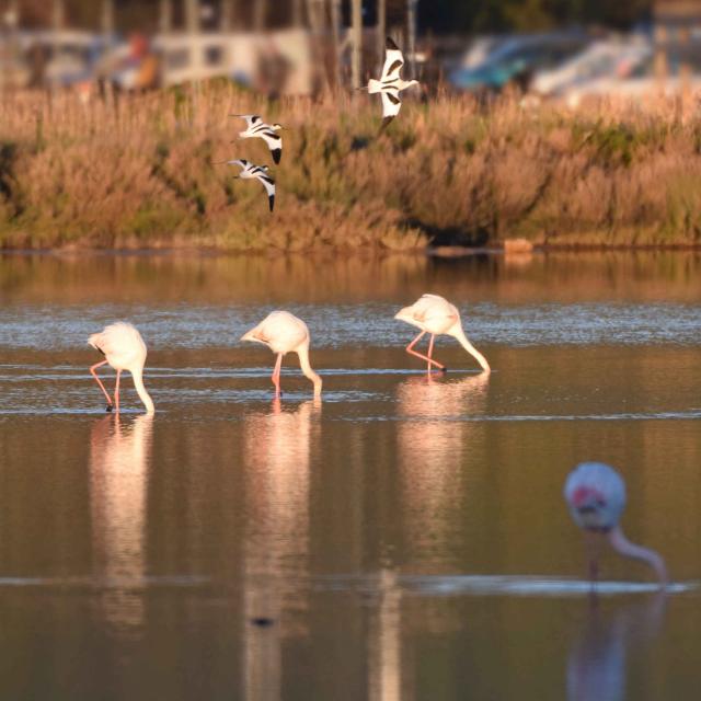 Flamants Roses A Jérôme Bonifacio