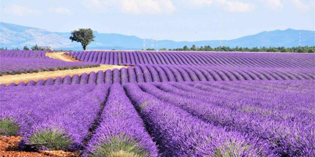 lavandes-plateau-de-valensole.jpg