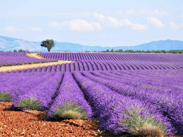 lavandes-plateau-de-valensole.jpg