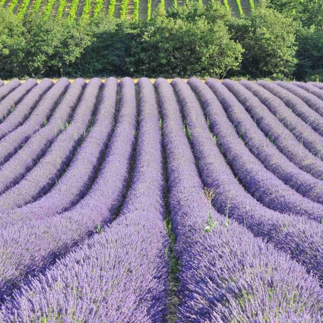 lavandes-plateau-de-valensole-as21820.jpg