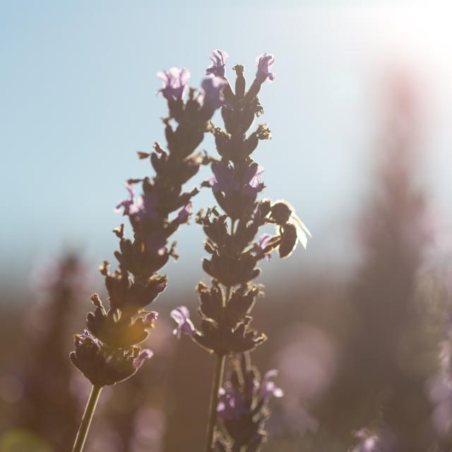 lavandes-plateau-de-valensole-ecochard-f.jpg