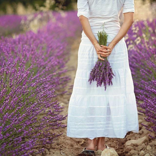 lavandes-plateau-de-valensole-is13707.jpg