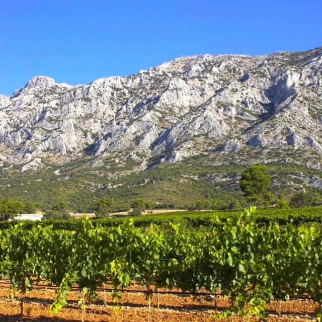 sainte-victoire-vignes-cchillio.jpg