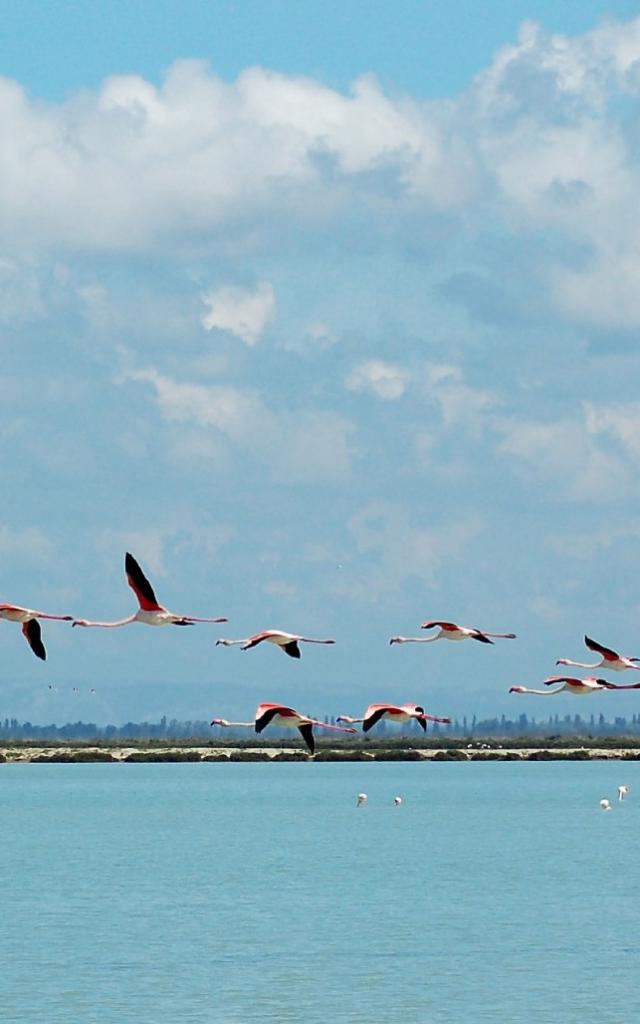 Salins de Camargue