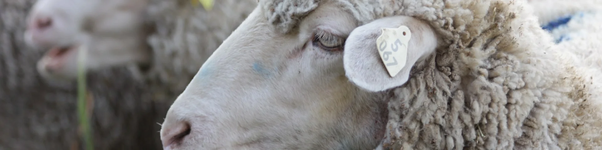 Moutons dans les Alpes