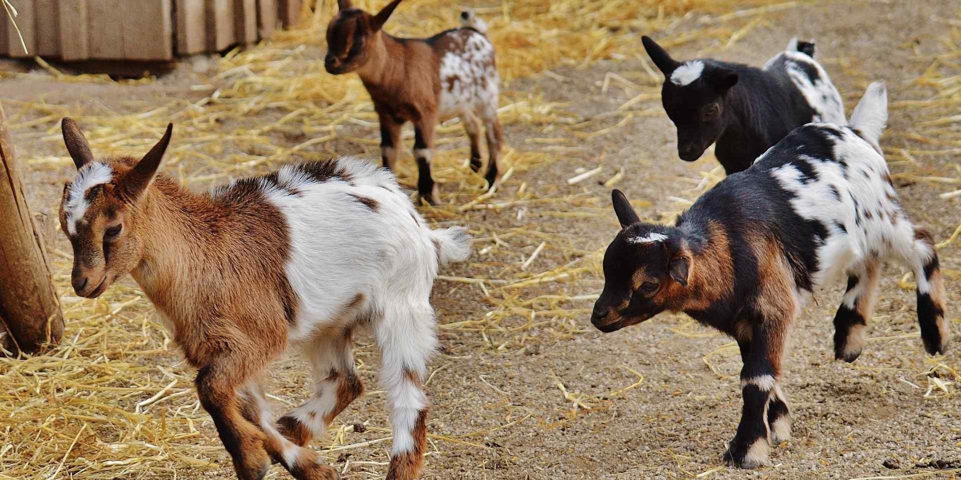 Chèvres à La Ferme