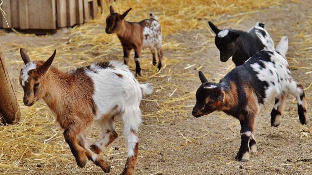 Chèvres à La Ferme