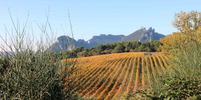 Vignes et Dentelles de Montmirail