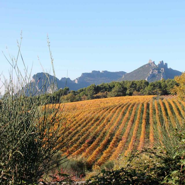 Vignes et Dentelles de Montmirail