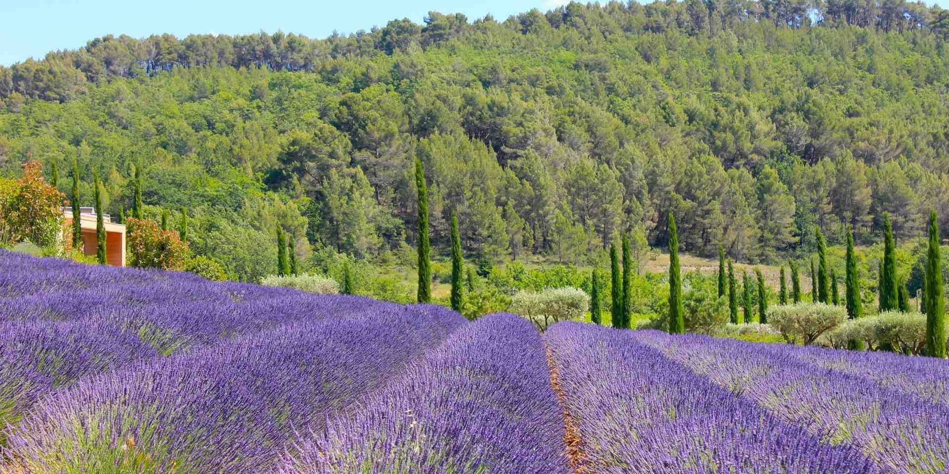 Champ De Lavandes, Luberon