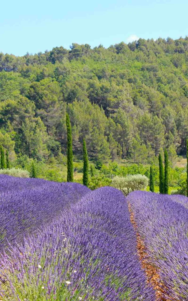 Champ De Lavandes, Luberon