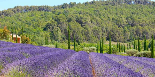 Champ-de-lavandes-Luberon-ChillioC.jpg