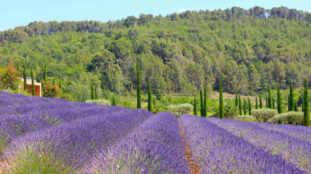 Champ De Lavandes, Luberon