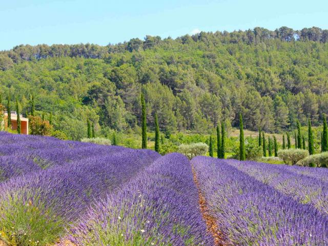 Champ De Lavandes, Luberon