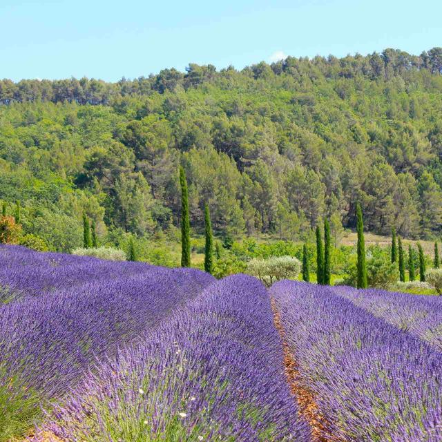 Champ De Lavandes, Luberon